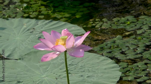 A close-up of the pink lotus flowers blooming in the park pond in summer