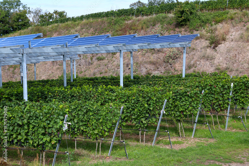 Fototapeta premium Photovoltaic power system above grapevine plants in a vineyard (Kaiserstuhl, Germany)
