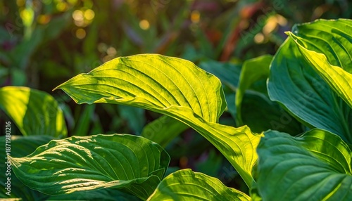 Lush Green Hosta Leaves Bathed in Golden Sunlight.