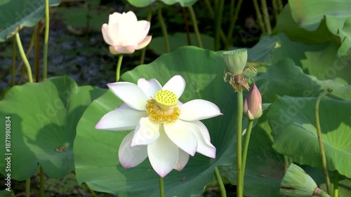 A close-up of the white lotus flowers blooming in the park pond in summer