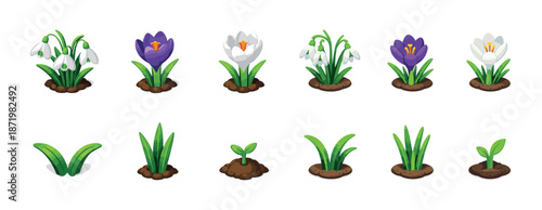 Collection of colorful crocus and snowdrop flowers in various growth stages