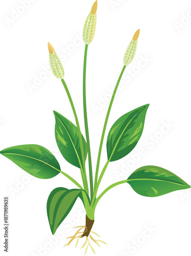 a vibrant illustration of plantain with long leaves flower stalks and visible roots
