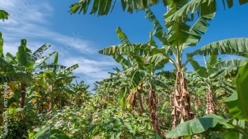 Wallpaper Mural A vibrant and expansive banana plantation thrives under a bright, clear blue sky, illuminated by warm sunlight. The lush, green leaves of numerous banana trees fill the frame, creating a dense, tropic Torontodigital.ca