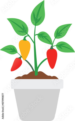 A vibrant potted plant displays healthy green leaves and ripening chili peppers high quality