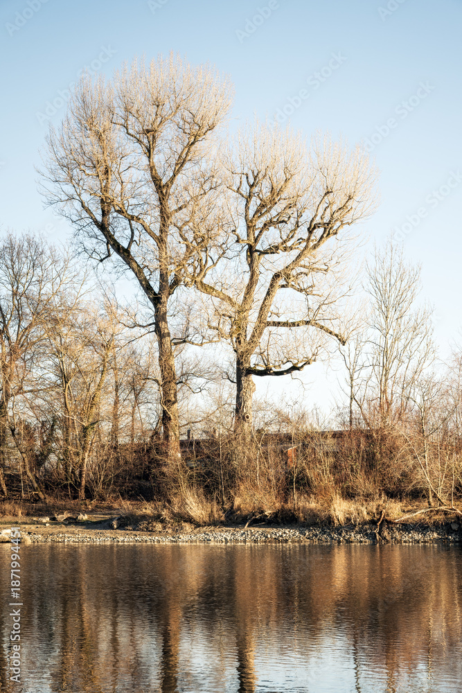 Fototapeta premium Zwei große Bäume am Flussufer im Winter bei Sonnenschein