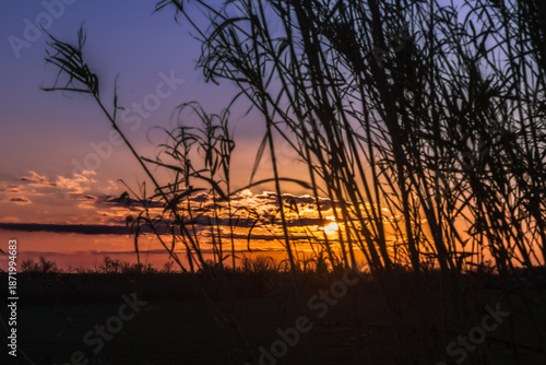 winter sunset in the Camargue