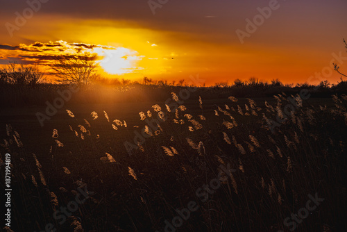 winter sunset in the Camargue