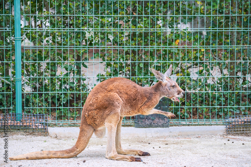 Obraz na płótnie Kangaroo belch or yawn at zoo of Uminonakamich Park, Fukuoka