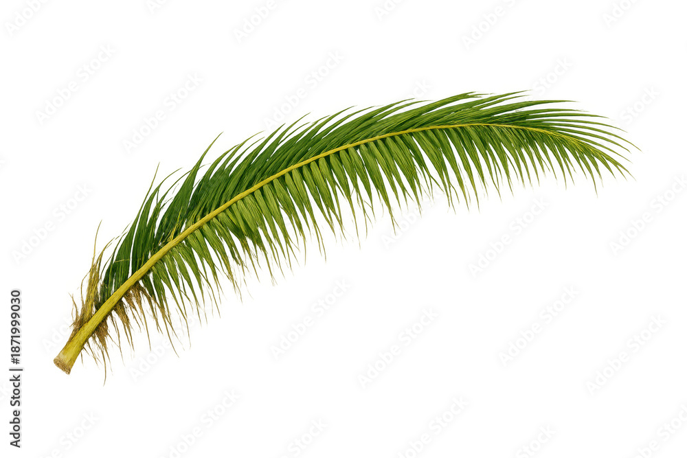 Obraz premium Fresh green palm frond with arching stem and pinnate leaves, tropical plant element on transparent background