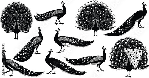 Peacock vector illustration set, black silhouette collection, ornamental bird poses, tail feather display, elegant wildlife design, artistic animal graphic icons