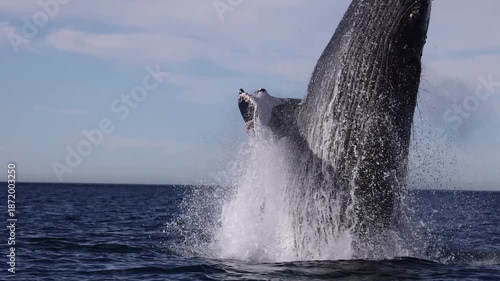 Close-up of a spectacular breaching humpback whale in the ocean.
