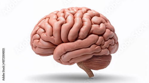 human brain isolated on white background