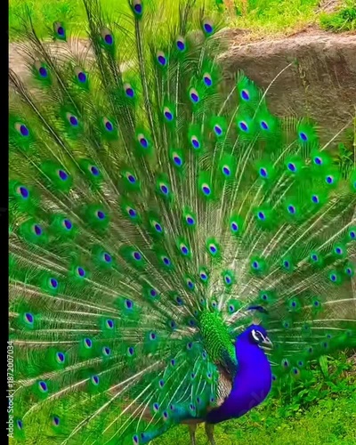 peacock with feathers