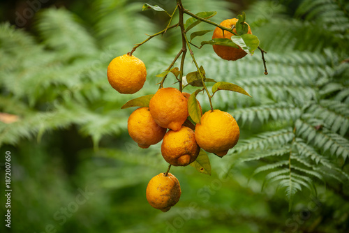 Wallpaper Mural Bush lemons (Citrus jambhiri) hanging on a tree branch with lush green ferns in background. Ripe fruit, Byron Bay, New South Wales, Australia. Torontodigital.ca