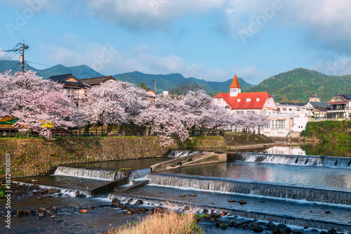Принти на полотні Siebold no Yu and sakura cherry tree by river in spring, Ureshino, Saga