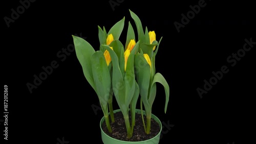 Time lapse blooming yellow Tulip flowers, isolated on pure black background