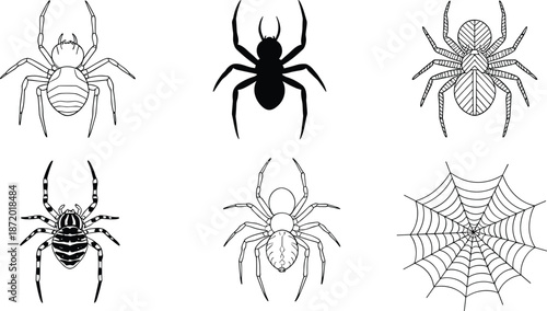 Hand drawn spider and spiderweb collection with different arachnid species and web patterns for Halloween spooky decor and insect biology themes