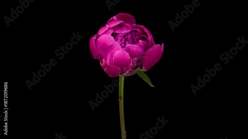 Macro time lapse blooming pink peony flower, isolated on pure black background