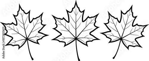 Maple leaf outline set, black and white vector, autumn foliage, botanical illustration, seasonal design, nature element, flat drawing
