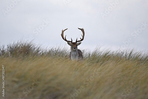 A male European fallow deer stag, Dama dama, standing in high grass and looking into the camera. Photo with copy space and shallow focus.
