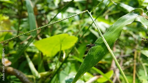 4k Footage of Hermetia illucens (Black Soldier Fly) resting on a plant leaf in focus in the foreground. World Nature Conservation Day is July 28. Shot in a tropical rainforest. Stratiomyidae 