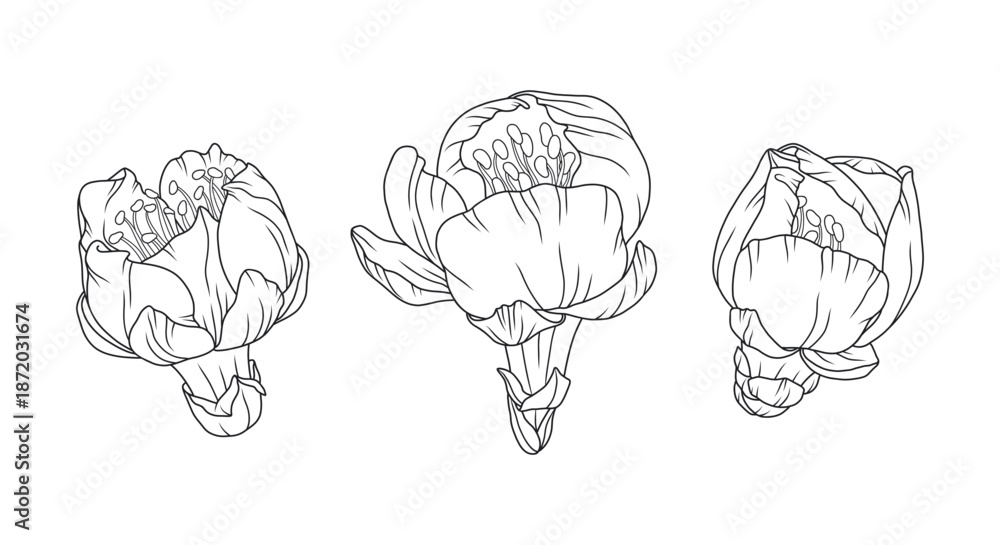 Fototapeta premium Cherry blossom flower buds in graceful thin line. Japanese sakura with delicate petals. Flower line art illustration. Hand drawn floral design for spring decoration and wedding projects