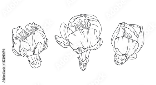 Cherry blossom flower buds in graceful thin line. Japanese sakura with delicate petals. Flower line art illustration. Hand drawn floral design for spring decoration and wedding projects