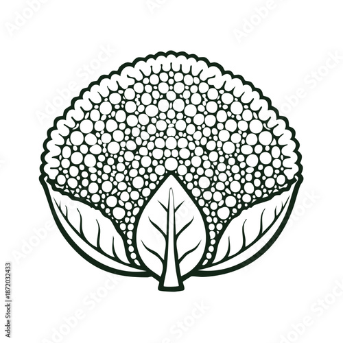 Stylized Cauliflower Head with Leaves Simple Vector Illustration Design