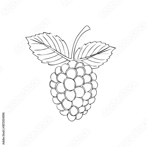 Blackberry Drawing with Leaves Outline Fruity Still Life Hand Drawn Lineart Art