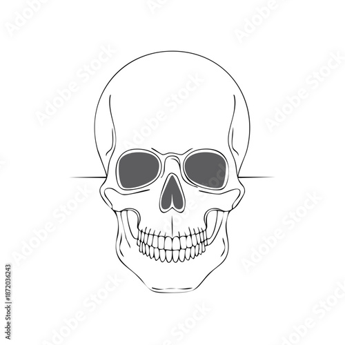 Frontal View Minimalistic Skull Line Art Illustration for Tattoo, Logo or Design Element