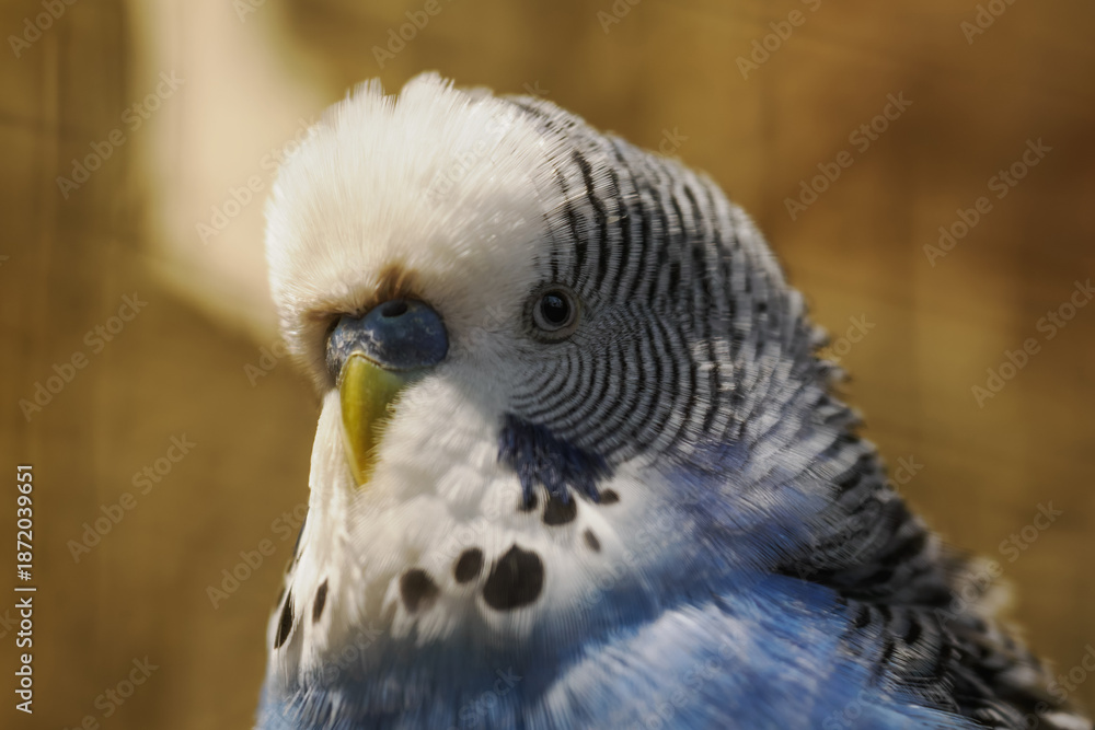 Fototapeta premium Portrait of a blue budgerigar with a white head in the aviary. 