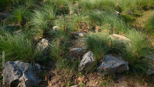Green grass in a garden with stones and grass in the foreground.