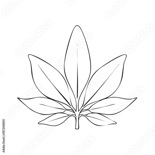 Cannabis Leaf Outline Illustration Detailed Botanical Drawing of Hemp Plant Leaflets Isolated