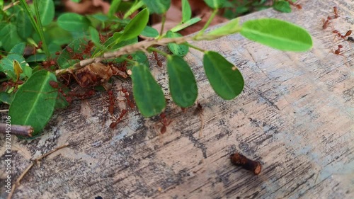 Small green plant leaves growing on rough ground surface are shown in close natural view. Nature concept