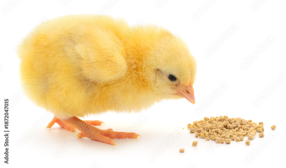 Obraz premium Small yellow chick pecking grain isolated on white background