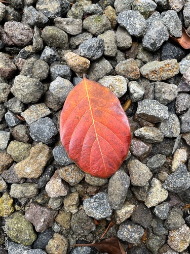 Autumn Leaves on Gravel Ground
