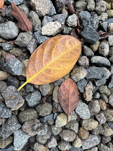 Autumn Leaves on Gravel Ground