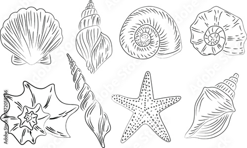 collection of hand drawn marine life and coastal elements, hand drawn black seashells, starfish, coral. Marine line art style elements on white background for summer design, packaging, print, fabric.