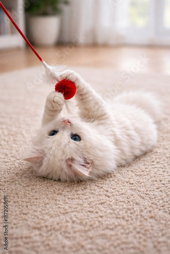 cat on the table