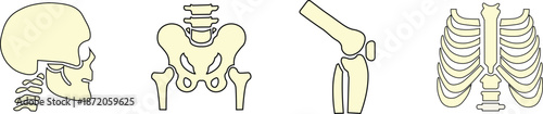 Human skeleton anatomy vector set skull pelvis knee and ribcage diagrams