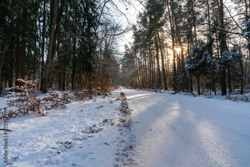 Wallpaper Mural ein verschneiter Winterwald an einem Sonnigen Tag  Torontodigital.ca