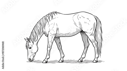 Elegant horse grazing in black and white sketch style