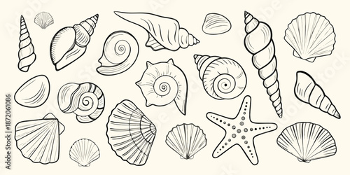 An assortment of detailed seashell and starfish line art illustrations