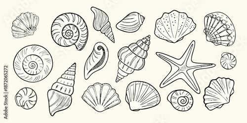 An artistic collection of various seashells and a starfish in black and white