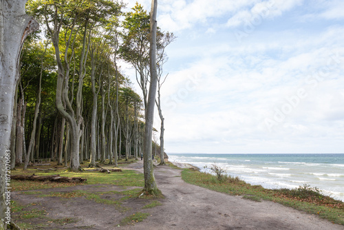 Gespensterwald Nienhagen, Baltic Sea, Germany