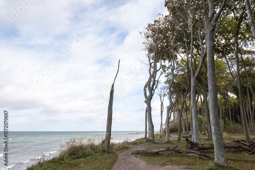 Gespensterwald Nienhagen, Baltic Sea, Germany
