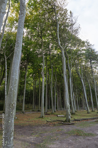 Gespensterwald Nienhagen, Baltic Sea, Germany