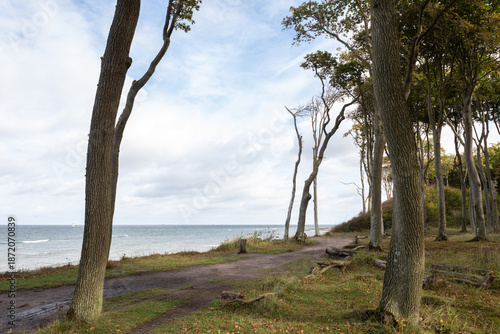 Gespensterwald Nienhagen, Baltic Sea, Germany