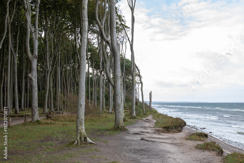 Gespensterwald Nienhagen, Baltic Sea, Germany