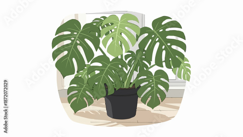 A lush green monstera plant in a dark pot casts shadows indoors